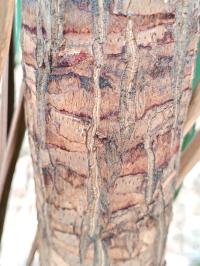 Beaucarnea goldmanii image
